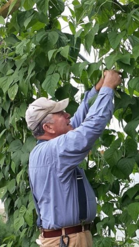 Bob picking pole beans in the garden