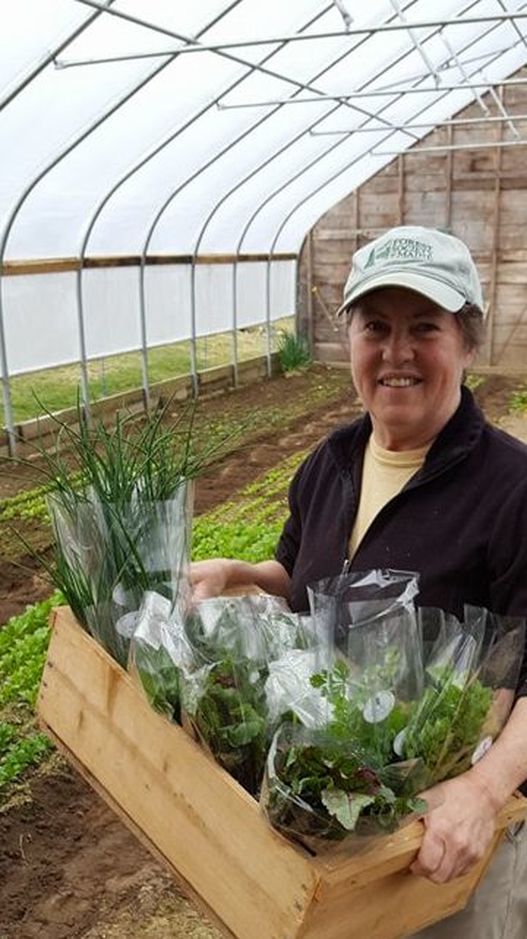 Mary carrying a crate of herb seedlings in the greenhouse
