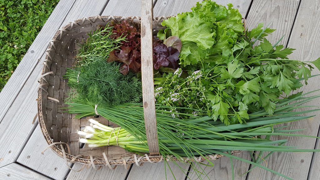Basket of just-cut herbs and lettuces